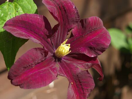 twining purple Clematisの写真素材