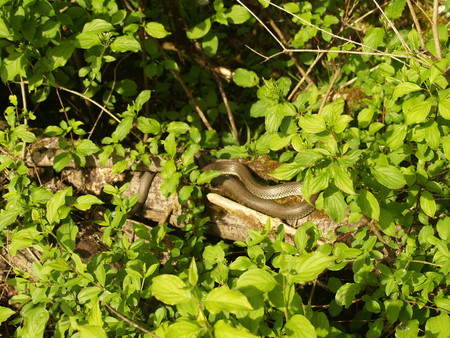 snake in greenの写真素材