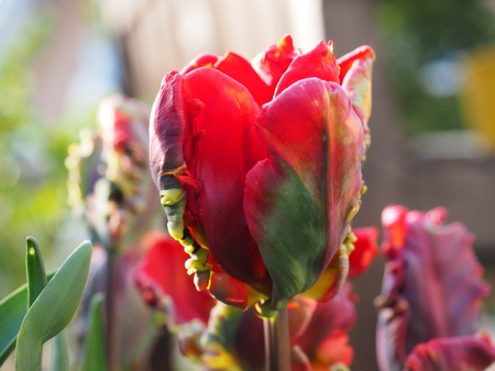 parrot tulipの写真素材