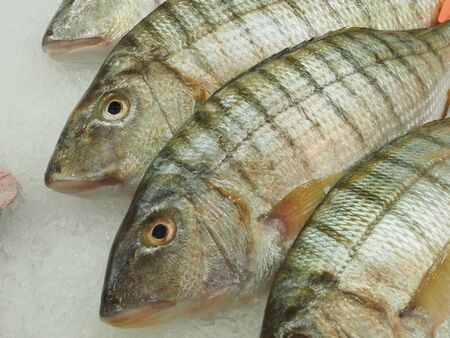 fishes on ice