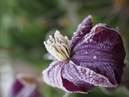 frozen clematisの写真素材