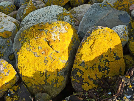 nature at the water stones with yellow lichen washed up sea jellyfish