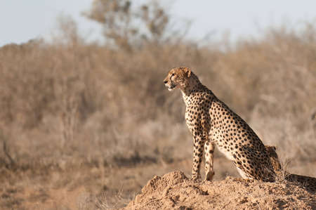 Gepard, Kenyaの写真素材