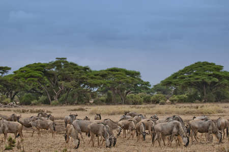 Wildbeasts の写真素材