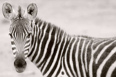 Zebra  in Tsavo West Nationalparkの写真素材
