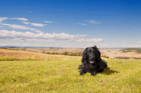 Flatcoated Retriever in Tuscanyの写真素材