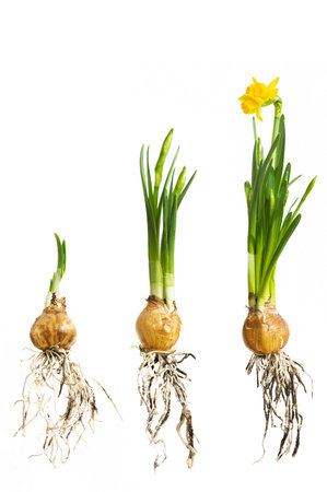 narcissus growing stadiumの写真素材