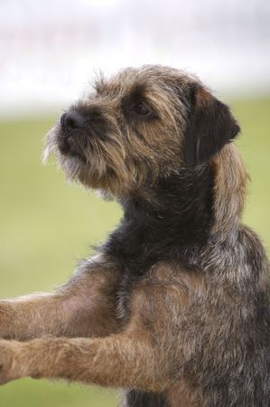 Border Terrier
