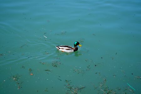 duck
