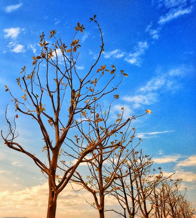a row of treesの写真素材