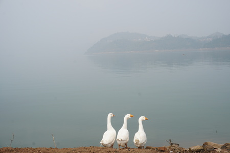 Three white geeseの写真素材