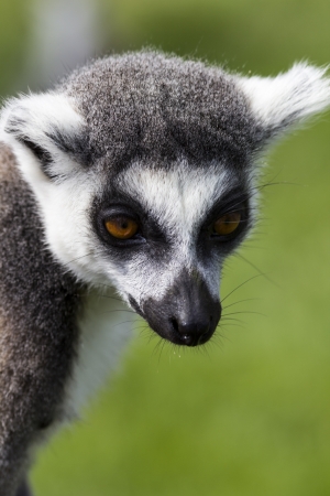 Face of a ring tailed lemur の写真素材