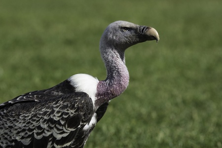 Close-up picture of a handsomely ugly Ruppell s Griffon vulture の写真素材