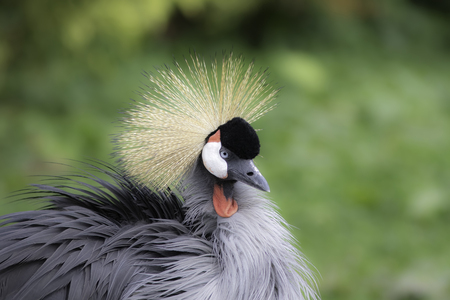 East African Crowned Crane - also know as Grey Crowned Crane - in majestic pose with newly preened plumage. Picture with copy space.の写真素材
