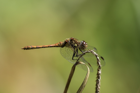 Male Common Darter (Sympetrum striolatum) dragonfly in profile isolated against blurred green background. From the family Libellulidae.の写真素材