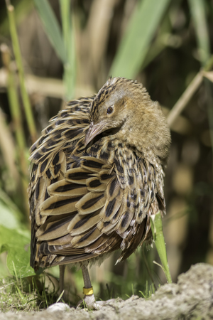 The corn crake, corncrake or landrail (Crex crex) is a bird in the rail family