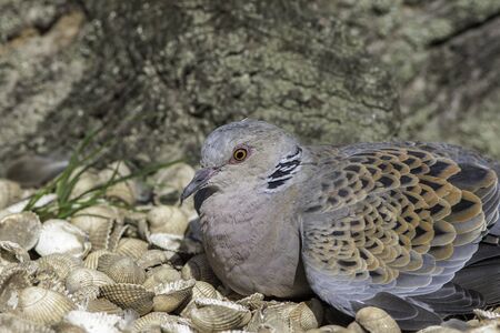 European turtle dove (Streptopelia turtur) resting on seashells. The species is now included on the Red List of conservation concern.の写真素材