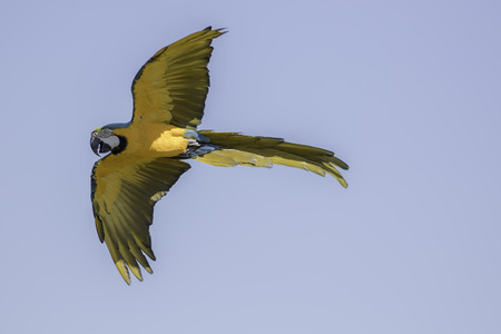 Blue and gold (yellow) macaw (Ara ararauna) in flight against blue skyの写真素材