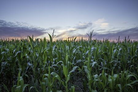Crop of organic corn against a sunset sky. Symbolising health and vitality.の写真素材