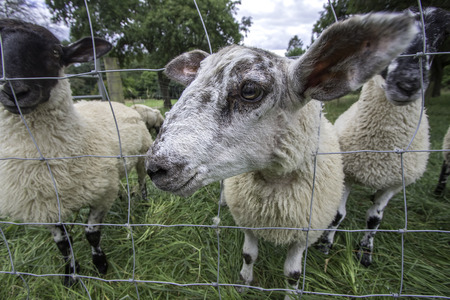 Possibly the world's friendliest sheep. These curious farm animals were discovered on a UK countryside holiday. Focus is on the foreground head poking to say hello.の写真素材