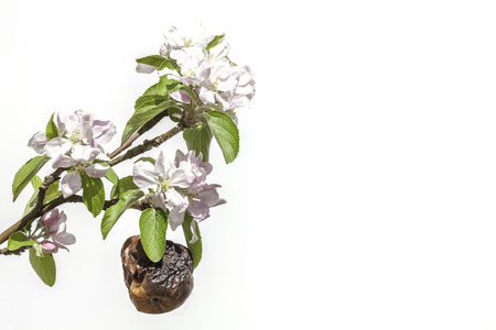 Survival - old apple surrounded by new blossom as a metaphor for the generation gap and for age-related problems in society.の写真素材