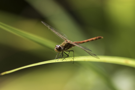 Male common darter dragonfly (Sympetrum striolatum) against soft green background.