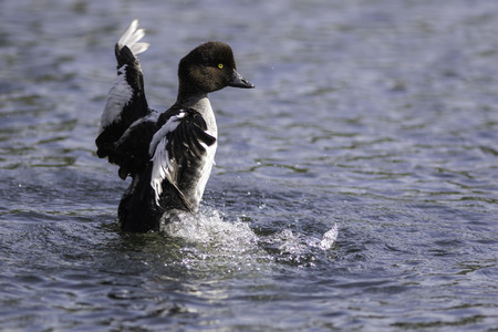 Male goldeneye duck (Bucephala Clangula) in eclipse plumage with wings outstretched.の写真素材