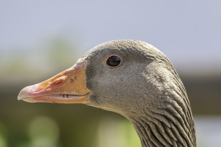 Profile of Greylag goose (Anser anser) head.の写真素材