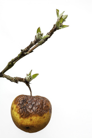 This image symbolises old age as a withered rotten apple clings to a branch with new buds. This has many societal connotations surrounding care of the elderly; age related mental health and the generation gap. It is also a useful picture of an old apple! の写真素材