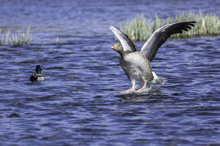 A greylag goose (Anser anser) comes in to land on waterの写真素材