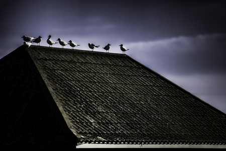 A contrasty image of seagulls on a tiled roof against a dark sky. An overall ghostly image with a stark, gothic and ominous feel.の写真素材