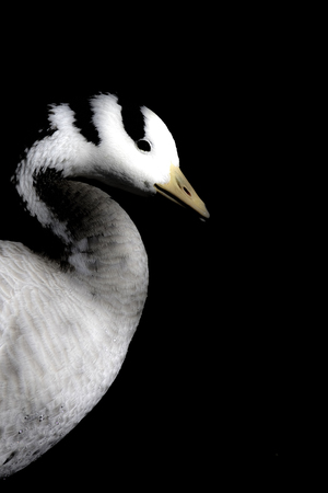 Bar-headed goose against black background with natural copy space. This bird is a spiritual icon in Asian culture. ideal high contrast poster image.の写真素材