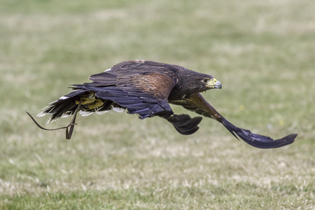Harris's Hawk (Parabutea unicinctus) flying fast and low to the ground at a bird of prey displayの写真素材