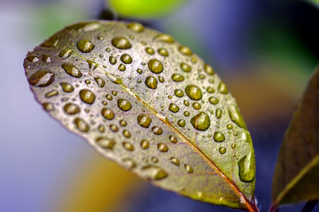 Colorful image of individual rain water droplets resting on the surface of a waxy leaf. A metaphor for Zen philosophy and beauty in nature.の写真素材