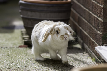 Dwarf lop eared pet rabbit playing in a surburban town yardの写真素材