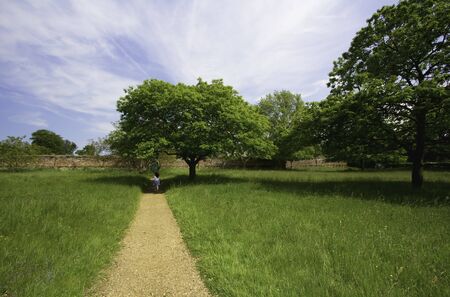 English country walled garden with horse chestnut tree in beautiful summer.の写真素材