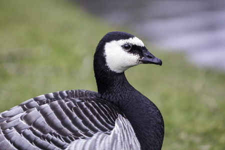 Barnacle goose (Branta leucopsis) in close up profile.  Against blurred background providing copy space.の写真素材