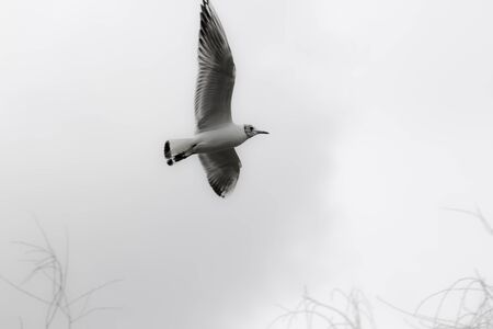 Minimalist aesthetic image of a juvenile black-headed gull (Chroicocephalus ridibundus) against a plain white sky background. Image appears as natural monochrome. With copy space.の写真素材