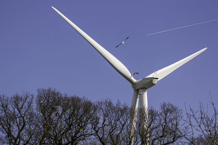 Birds heading towards the rotor blades of a wind turbine. Image representing an argument that wind...