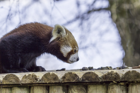 Red panda on the roof. This cute animal is hunched and sniffing the air for any scent.の写真素材