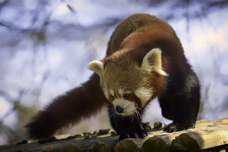 Red panda on a roof top. Image has a slight soft focus effect creating a dreamy image shy and...
