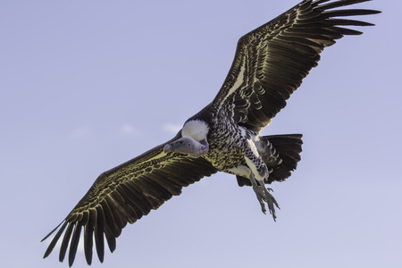 Ruppells griffon vulture in flight from below. Close up flying with wings spread.の写真素材