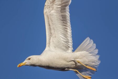 Close-up of a black-backed seagull in flight with wings up against a blue sky.