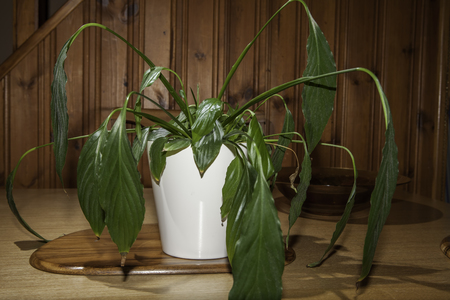 Dehydrated Peace Lily (Spathiphyllum) house plant with drooping flaccid leaves. Wilting and in need of water.の写真素材