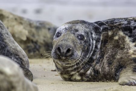 Fat spotty grey seal (Halichoerus grypus) on the beach. The Horsey wild seal colony, East Anglia, UK.の写真素材