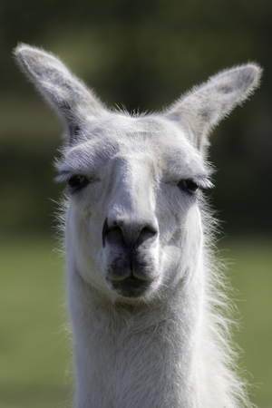 White llama portrait. Selective focus on dopey eyes. Stoned care free expression.の写真素材