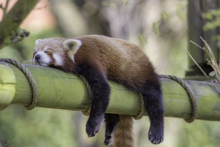 Sleeping Red Panda (Ailurus fulgens). Funny cute animal image of a red panda asleep during afternoon...