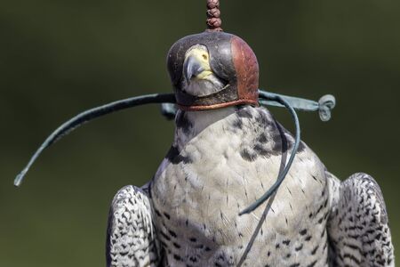 Leather falconry hood on a peregrine falcon (Falco peregrinus). Close up against blurred backgroundの写真素材