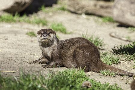 Otter portrait. Small aquatic mammal on dry land. With wet fur fresh from the water.