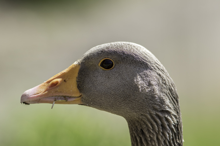 Greylag goose (Anser anser) head. Close up of face in profile. Wild bird against plain blurred background.の写真素材